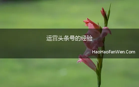 运营头条号的经验